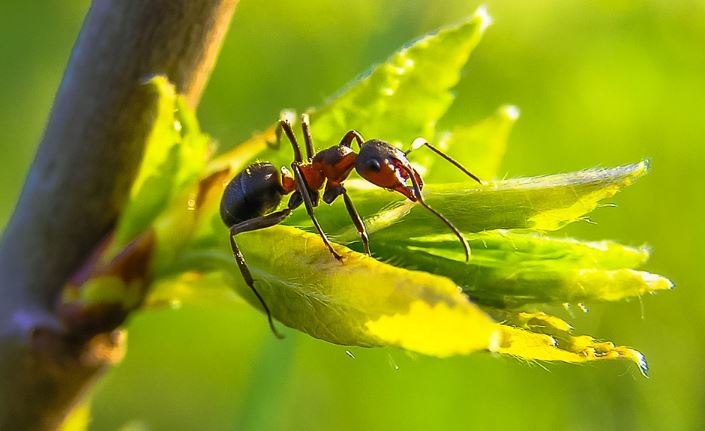 Astuces trucs anti fourmis